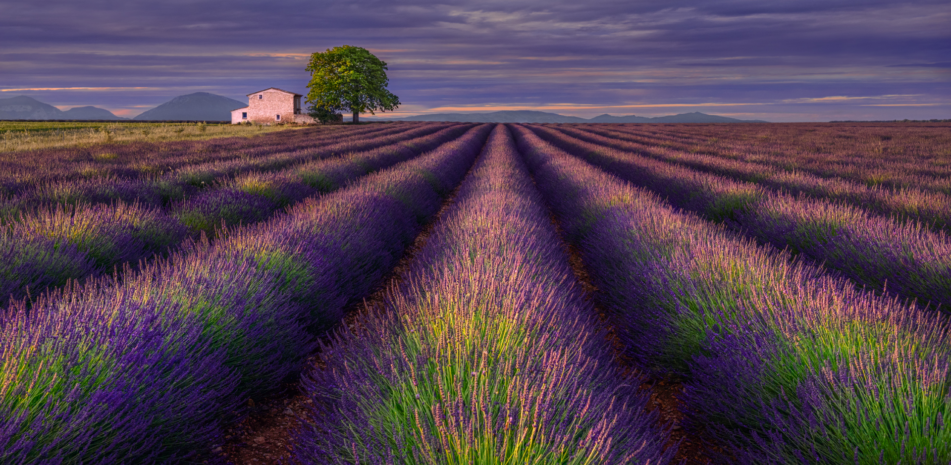 Lavender field on the Valensole plateau, Provence, France