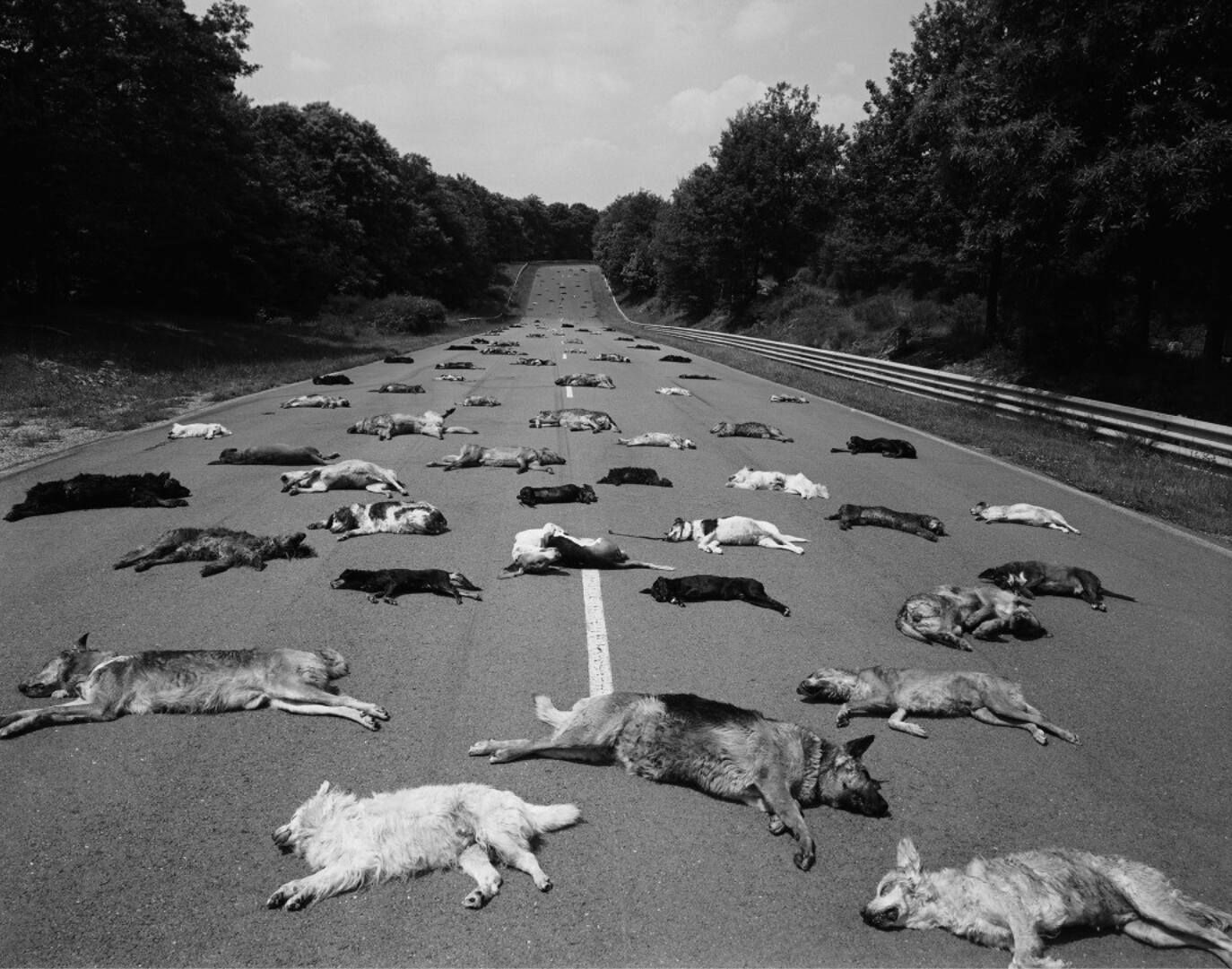 Abandoned dogs on the summer road