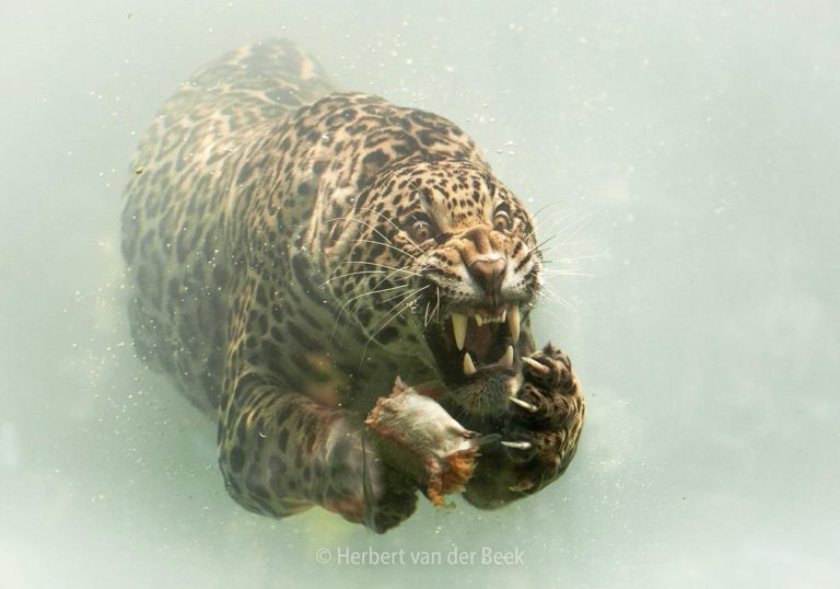 Jaguar underwater - Most Beautiful Picture