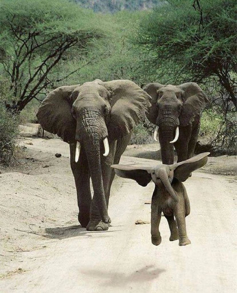 Jumping Elephant