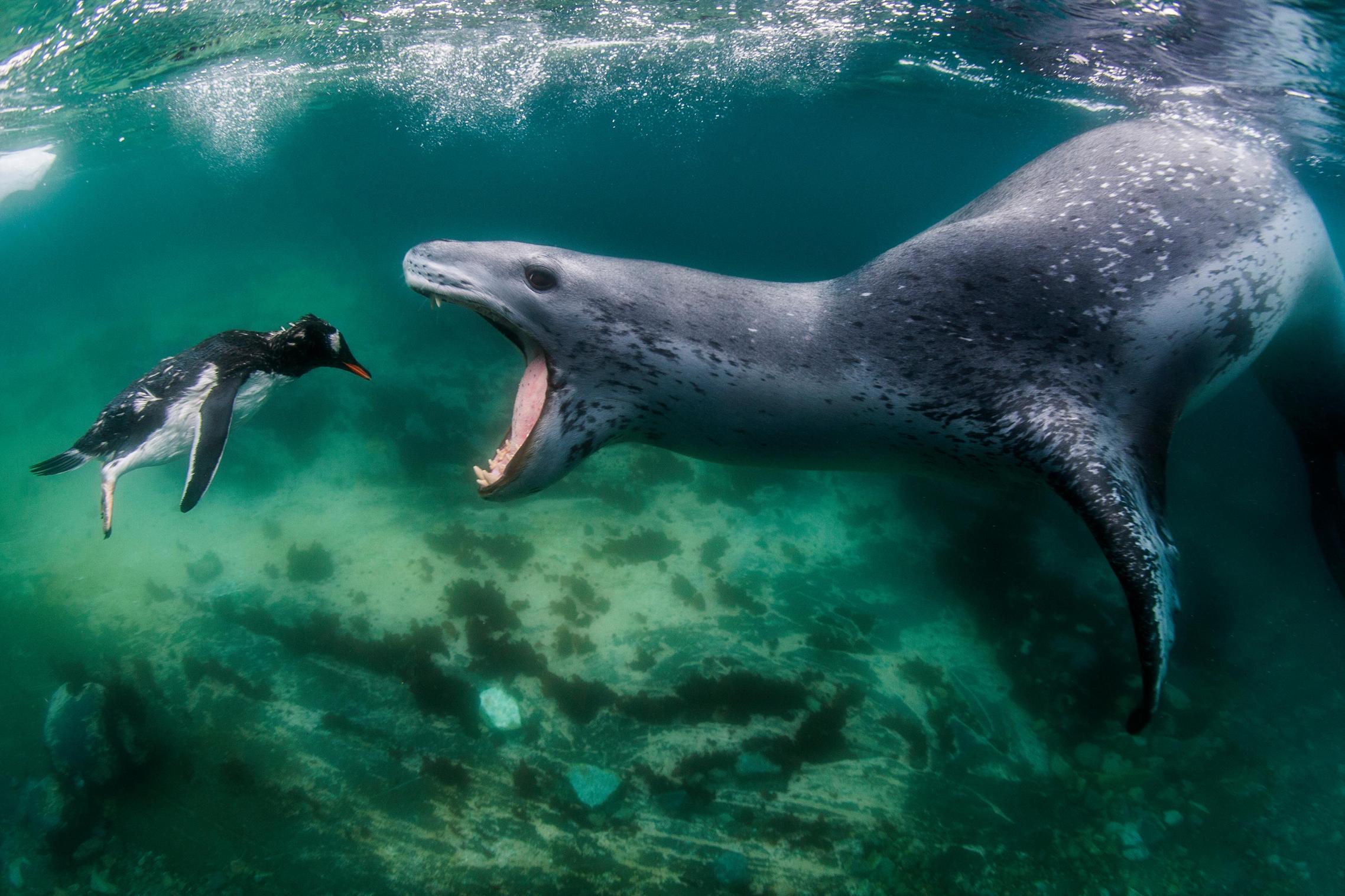 Leopard seal catch a penguin