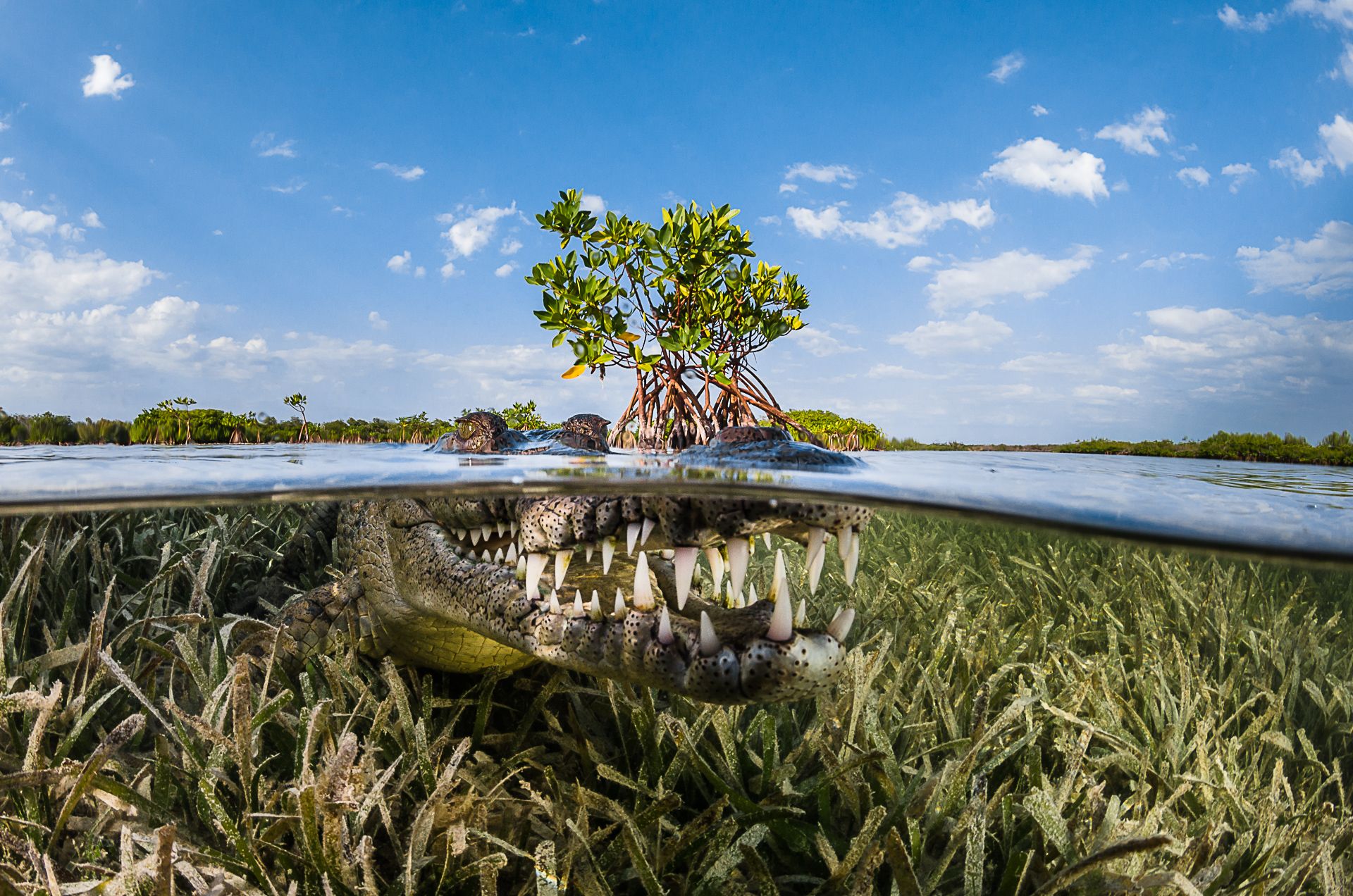 American crocodile in mangrove, Cuba