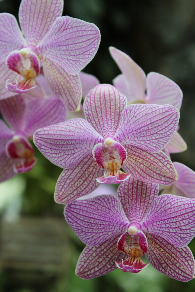 Mauve orchid