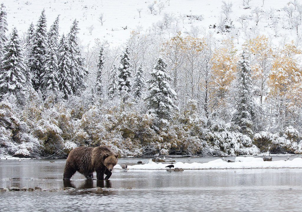 Grizzly bear crossing a stream, Chilcotin Country, British Columbia, Canada