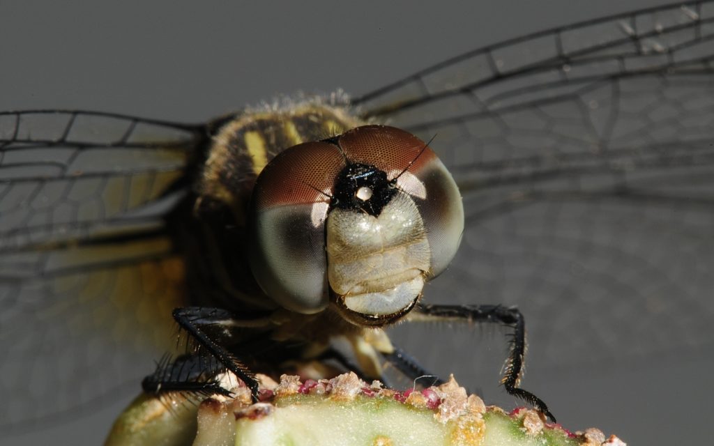 Head of dragonfly