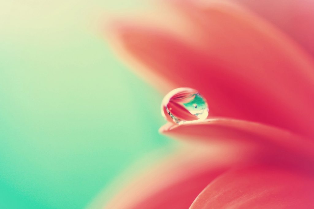 Flower in the drop