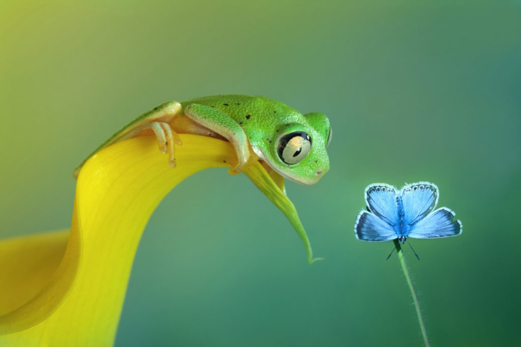 Green frog watches blue butterfly