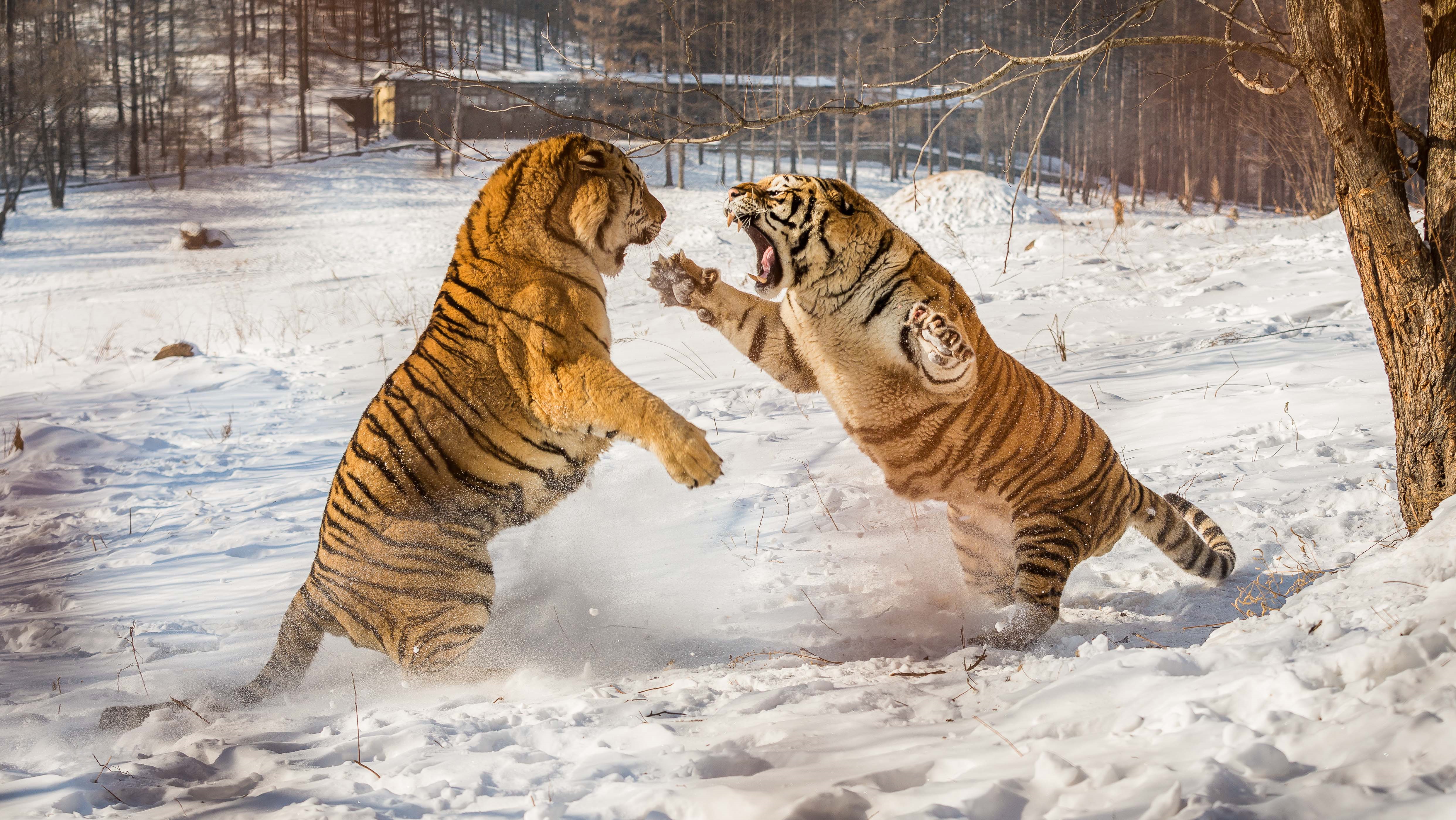 Tiger fight