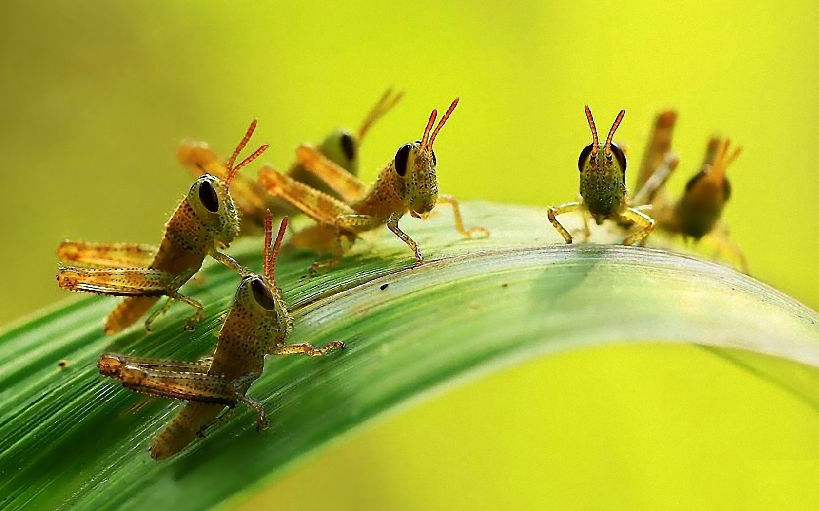 Grasshoppers children