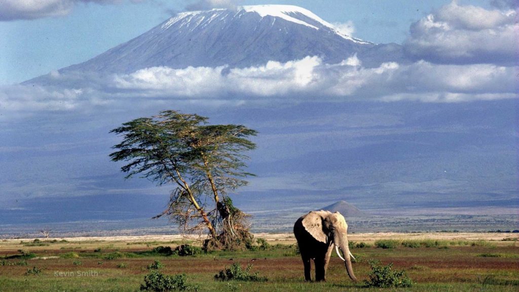 Elephant, Kilimanjaro