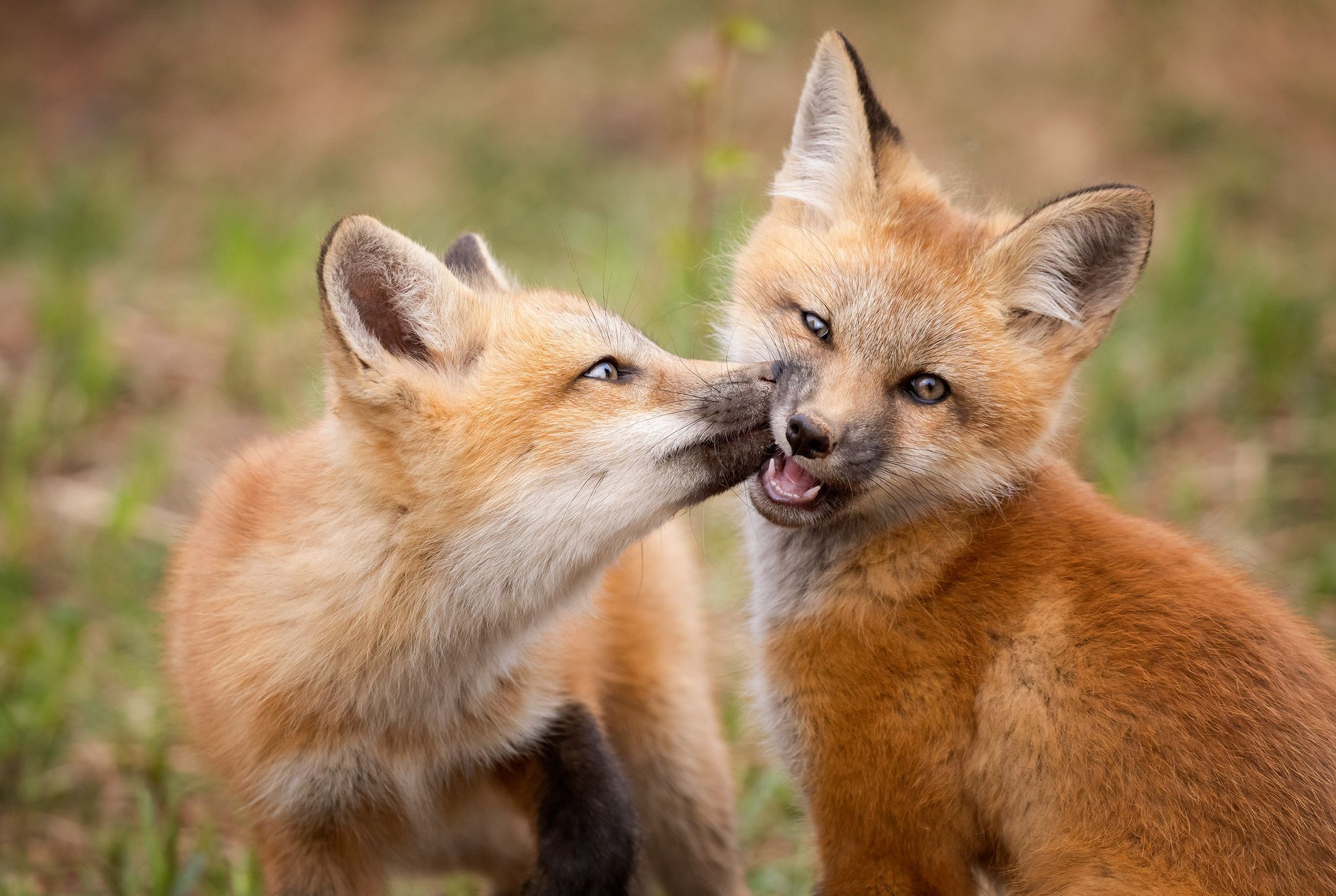 Fox kissing