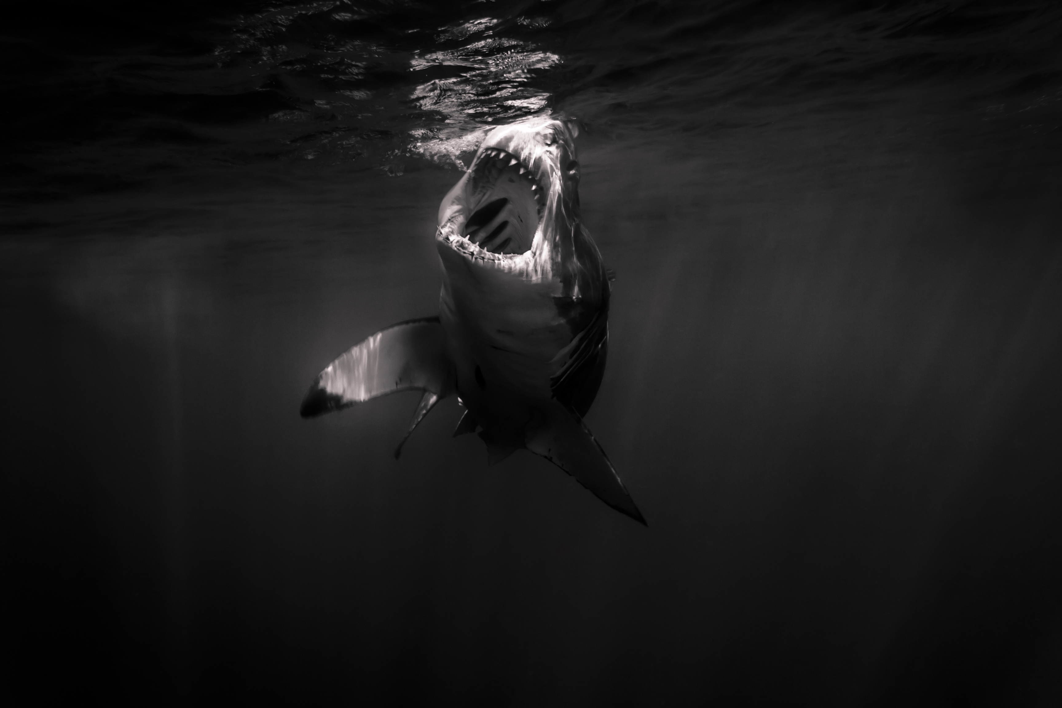 Great white shark open mouth