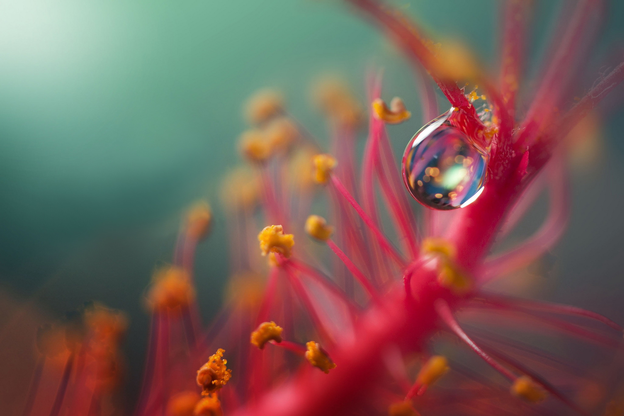 Reflected in the drop