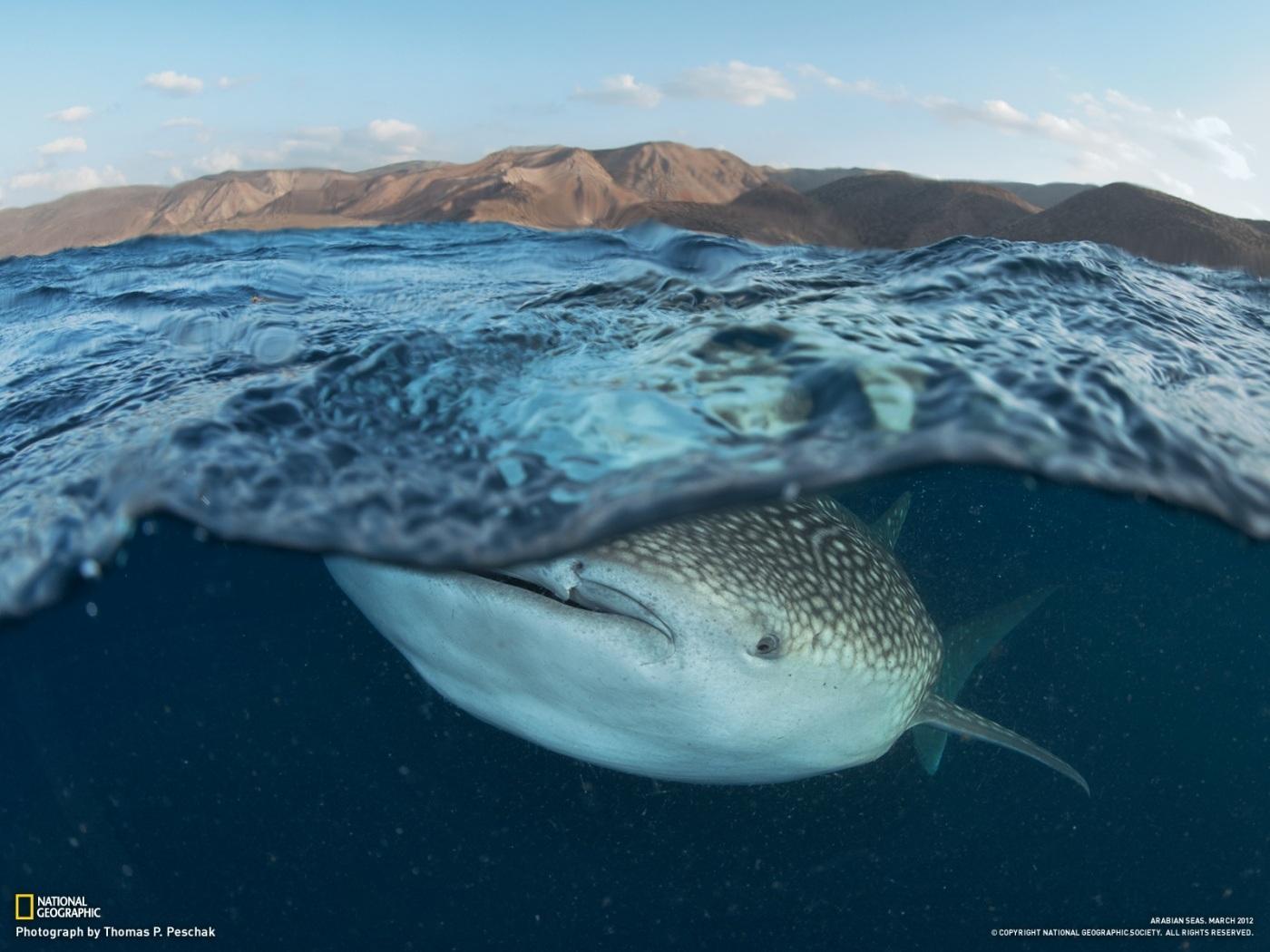 Whale shark eats plankton, Djibouti