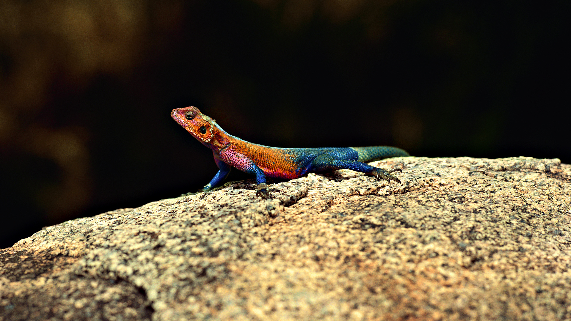 Multicolor lizard