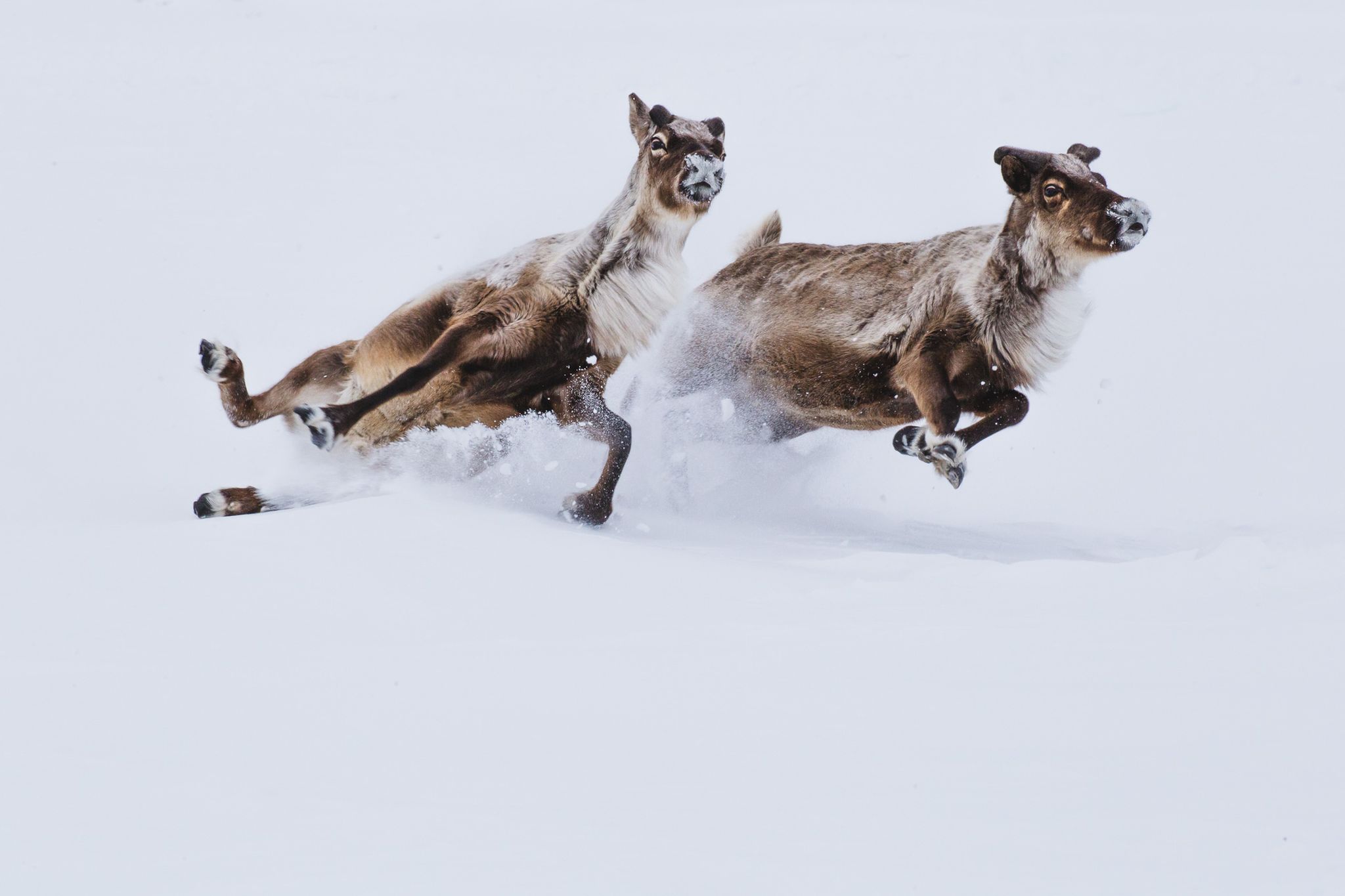 Deers in snow