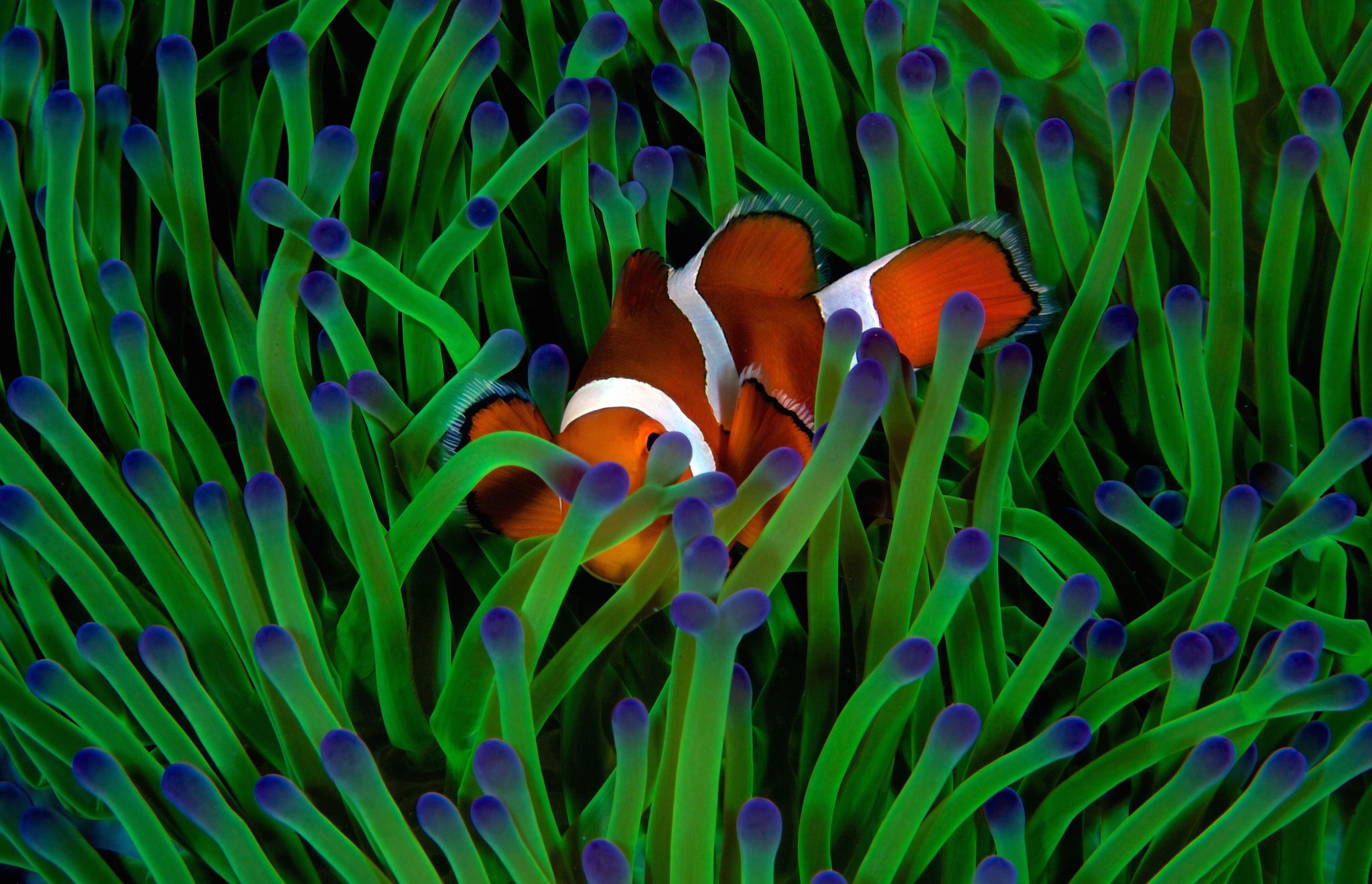 Fish in anemones