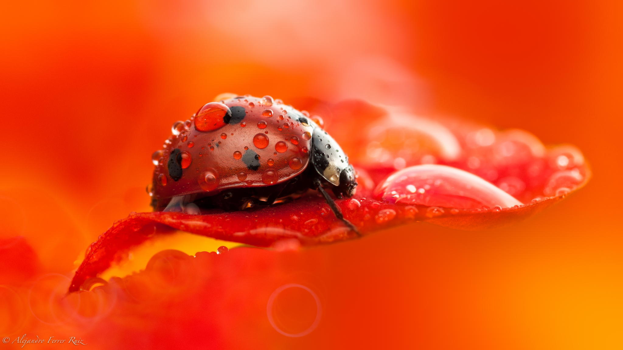 Ladybird in red drops