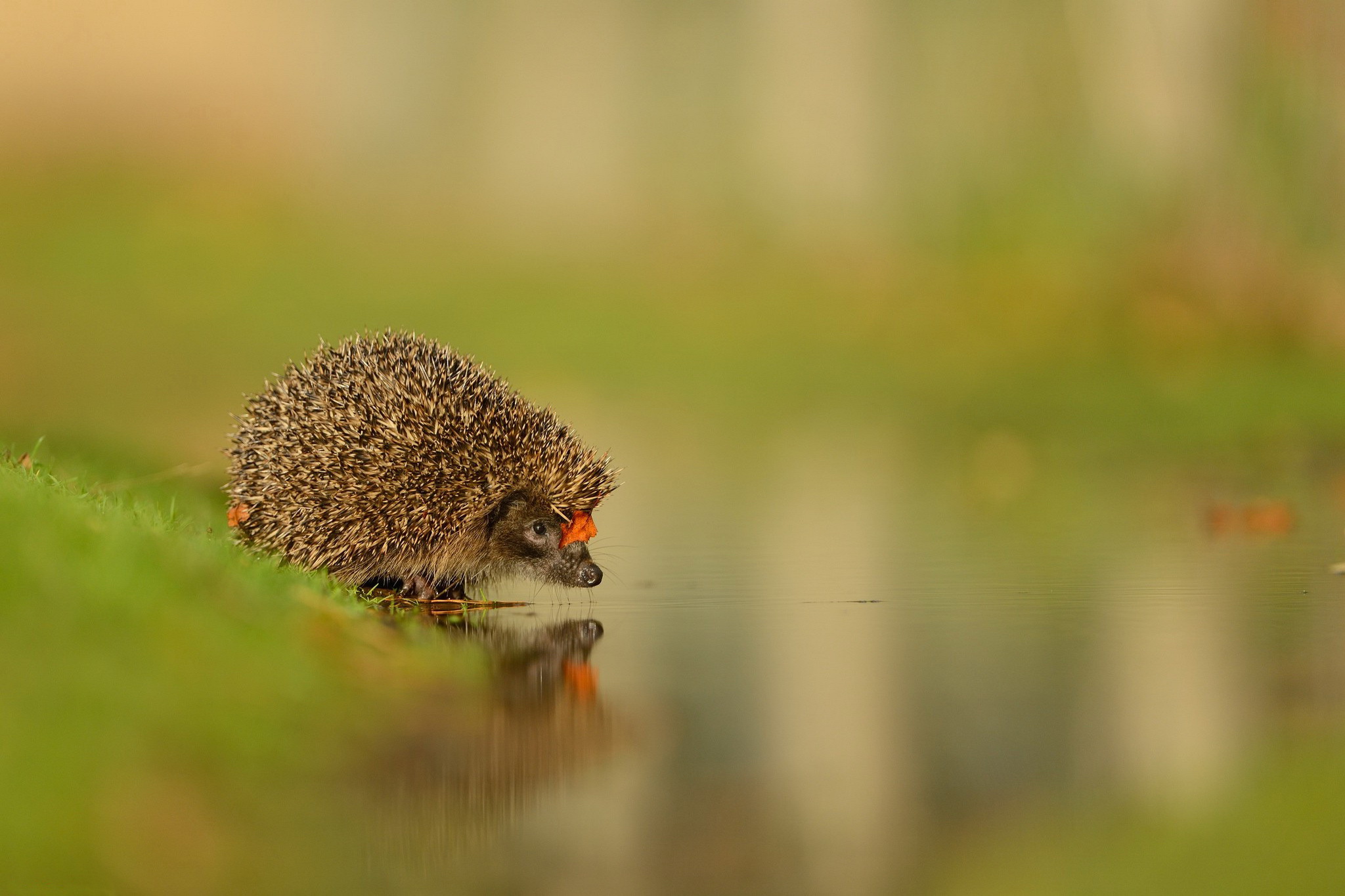 Hedgehog at the water