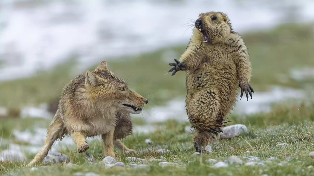 Fox surprising a marmot, Tibet, China