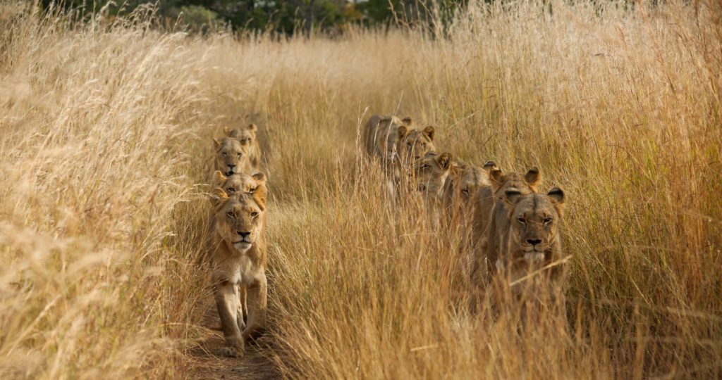 Lions in line