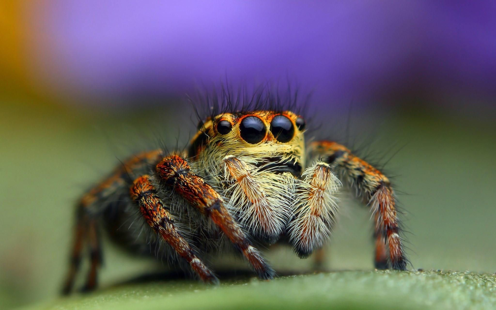 Bagheera Kiplingi spider