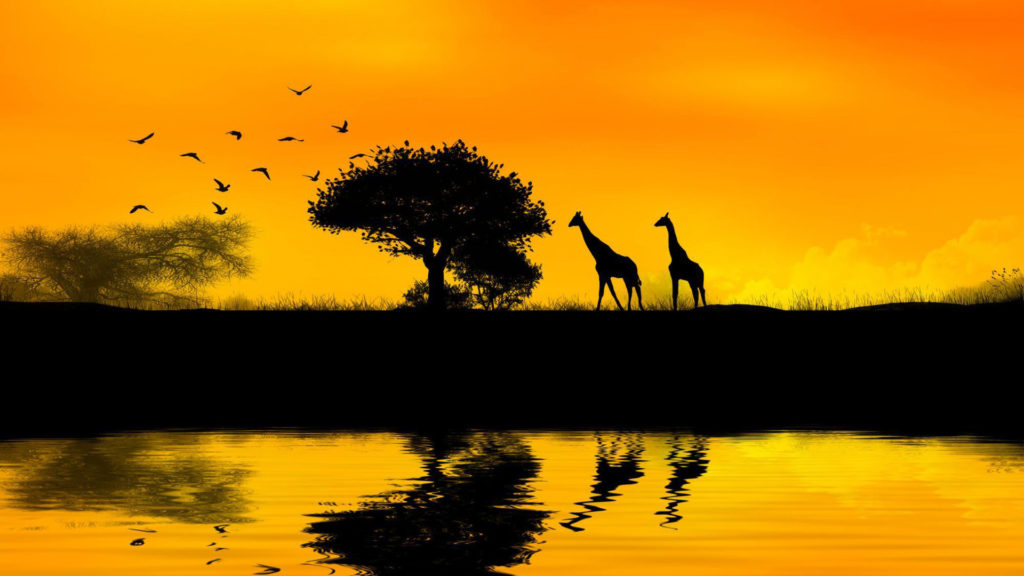 Giraffes, Africa