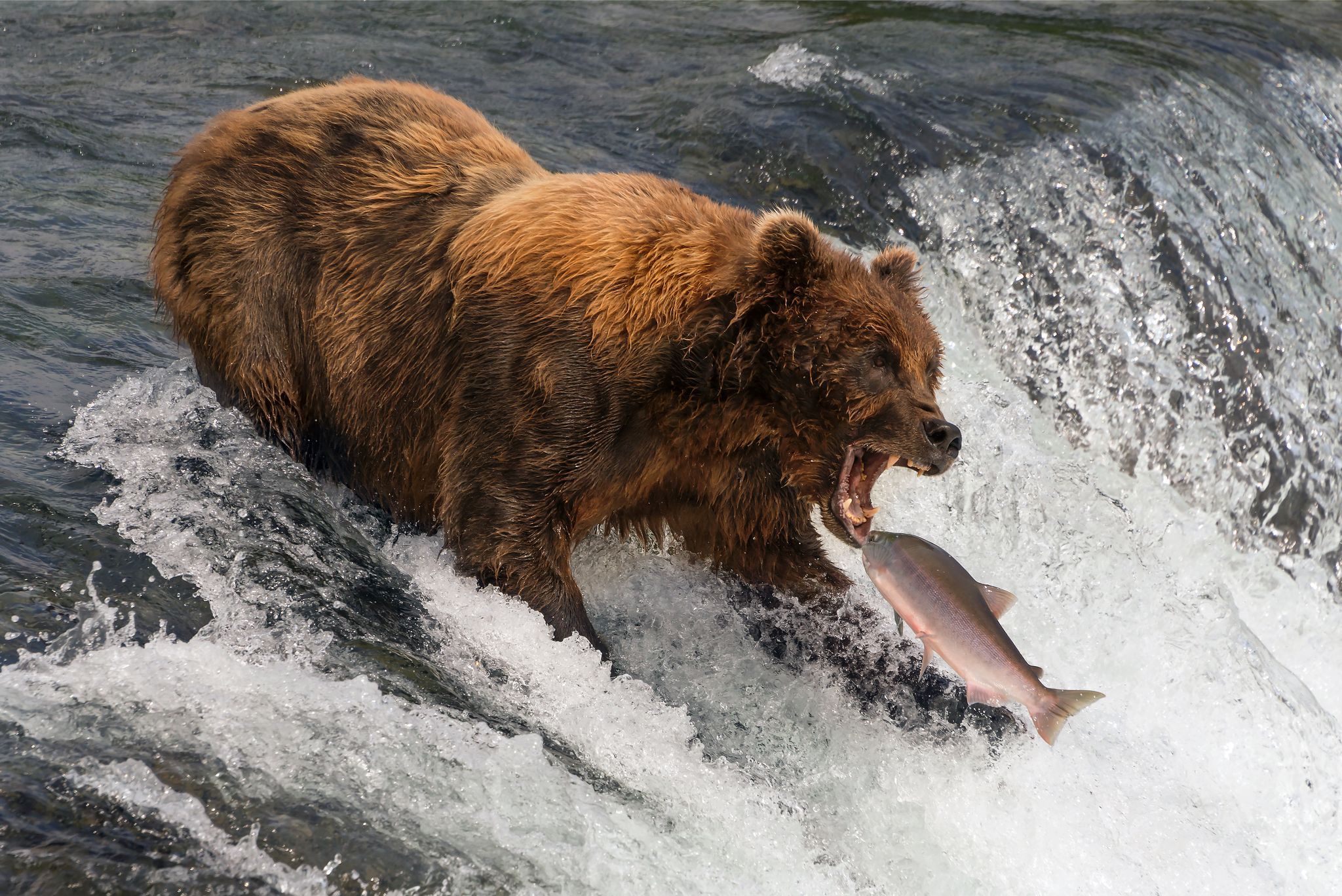 Bear catching fish