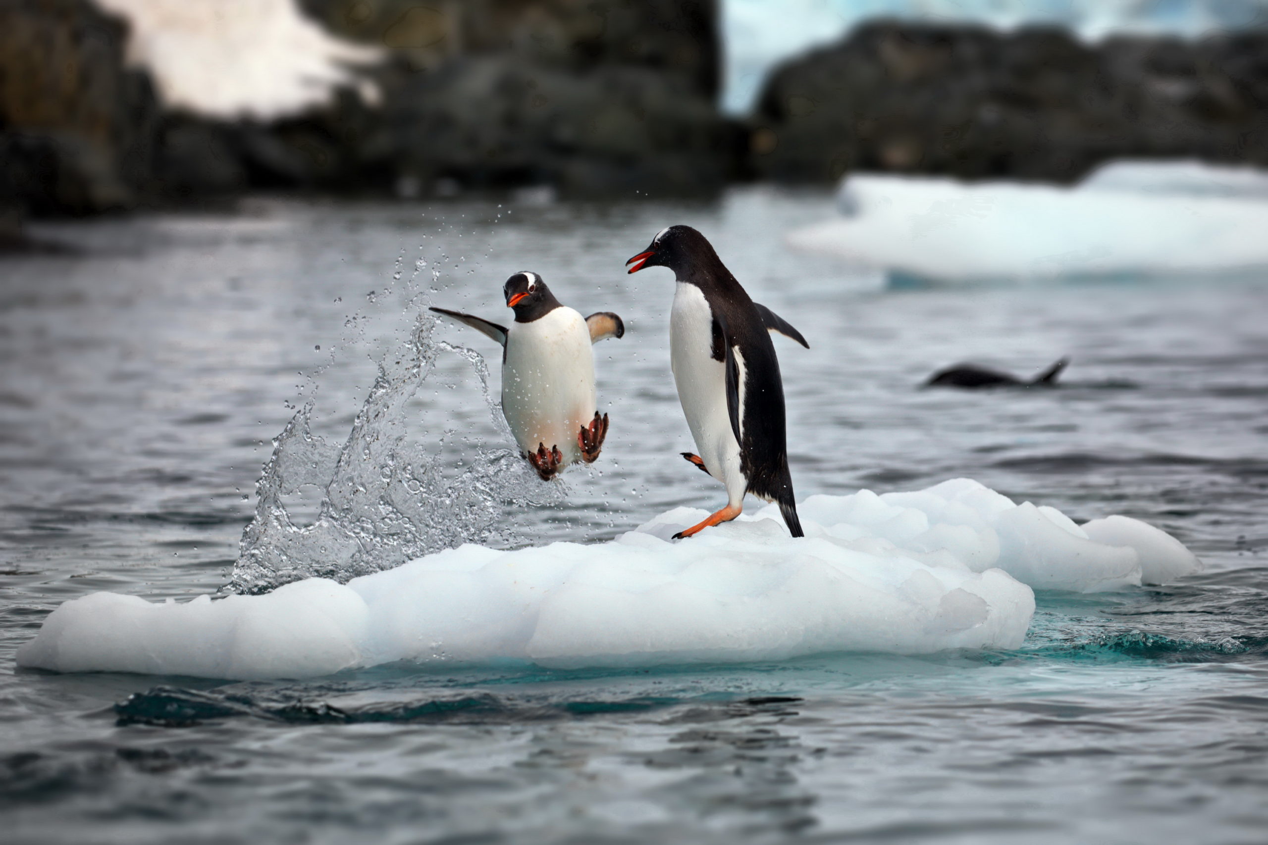 Penguin jumping out of the water
