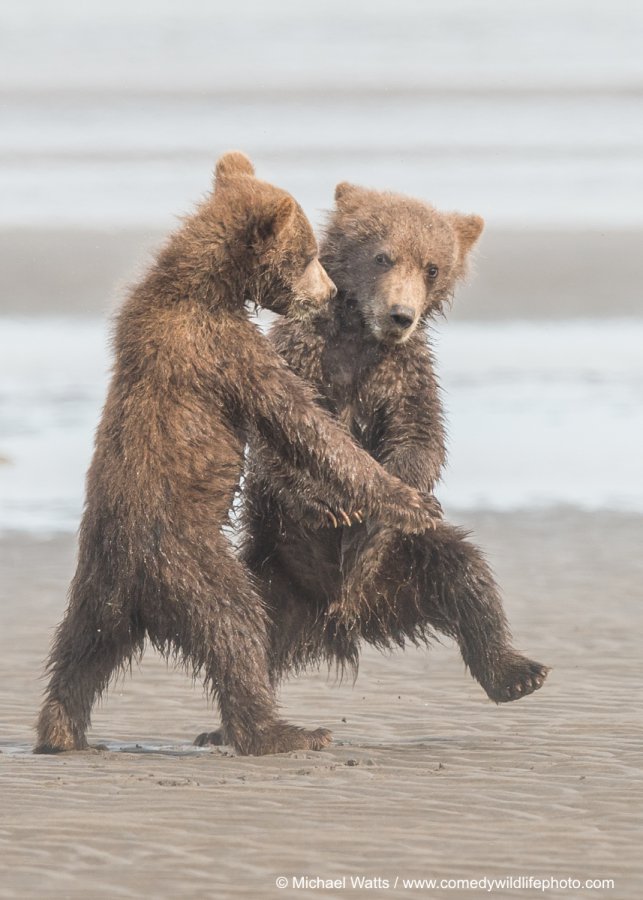 Dancing with the bears