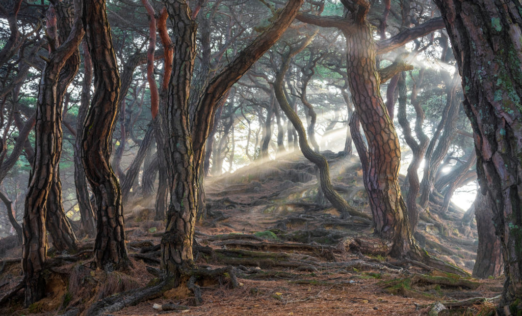 Sacred pine forest, South Korea