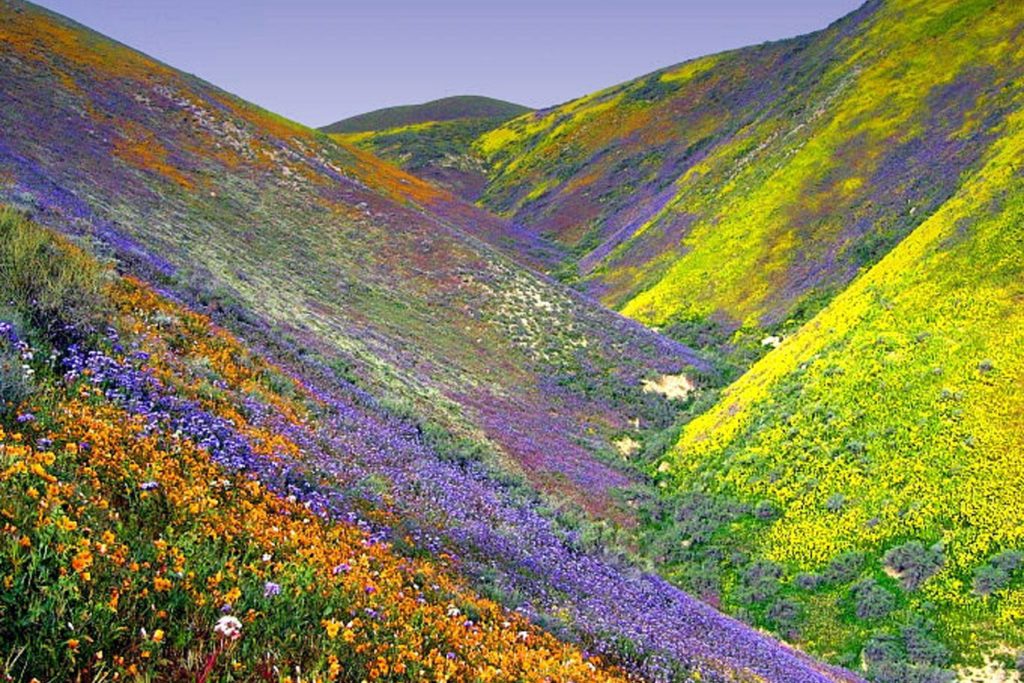 Valley of flowers, Uttarakhand, India