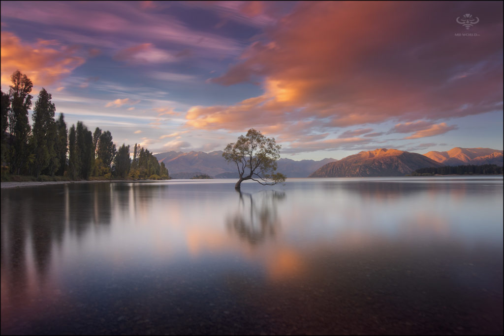 Tree, New Zealand