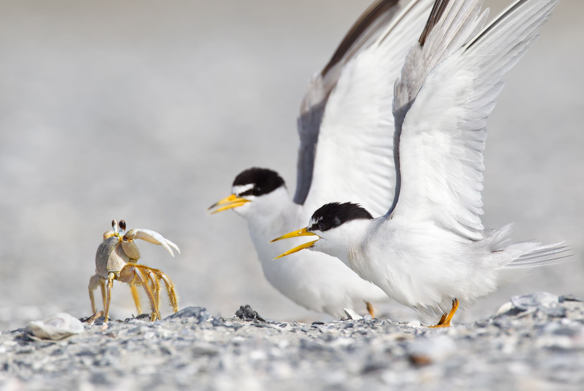 Crab and birds