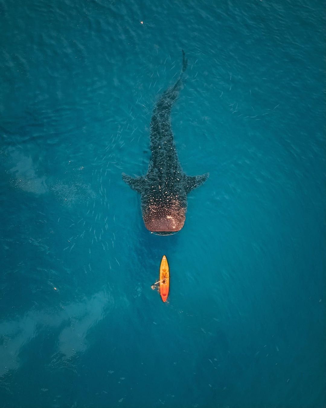 Whale Shark, Philippines
