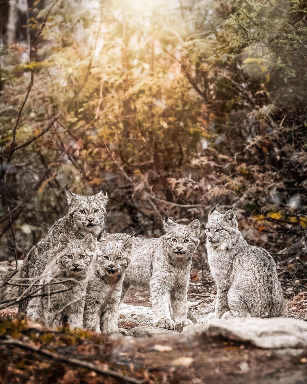 Lynx Family