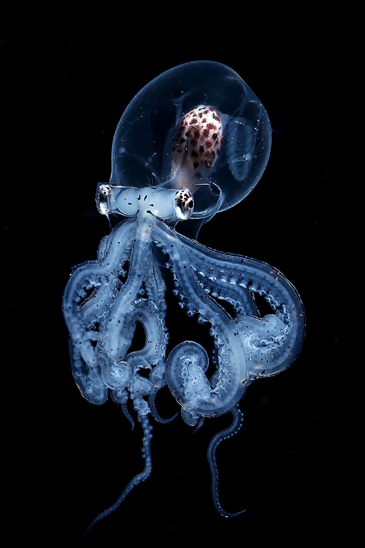 Transparent Octopus